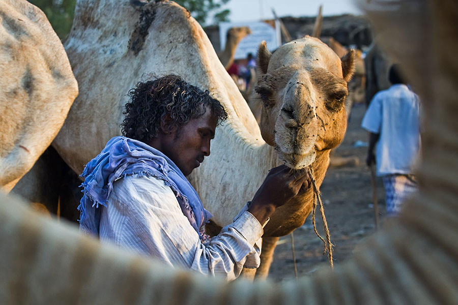  Afar man preparing his camel at the market of Assaita   Ethiopia
